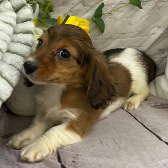 Female Dachshund Puppy for Sale in Monroeville, PA