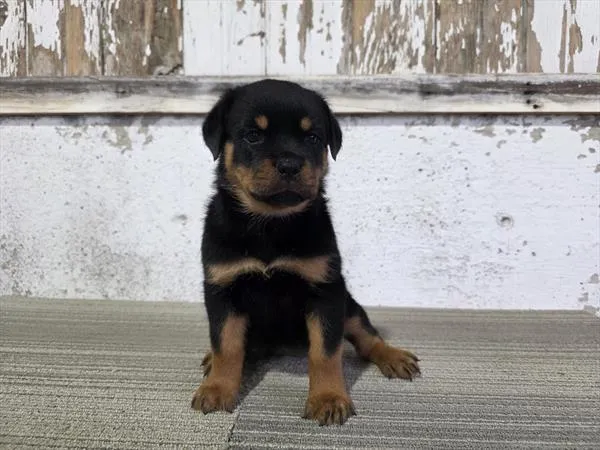 Female Rottweiler puppy named Roxy for sale at Petland Monroeville.