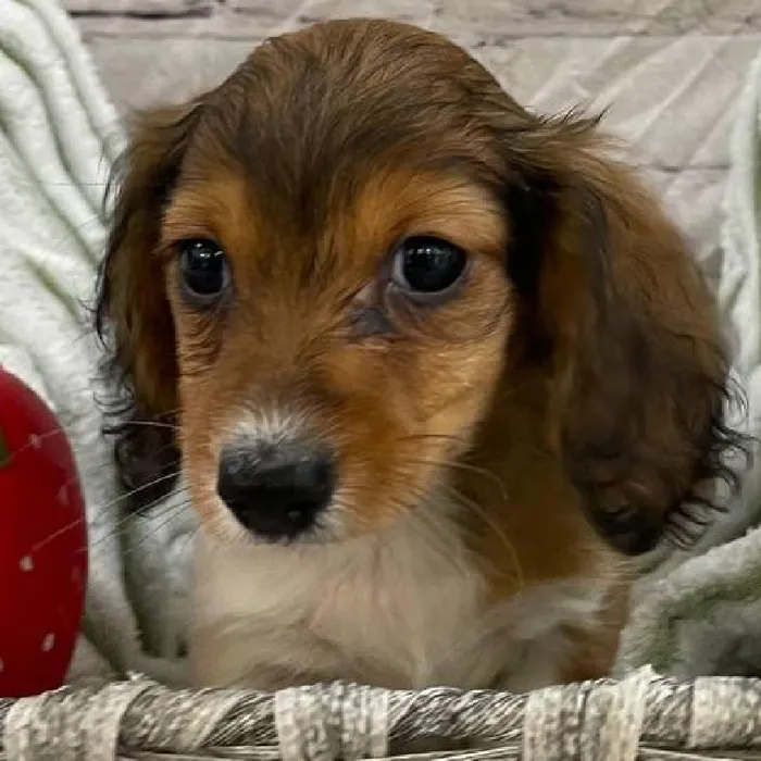 Female Dachshund Puppy for Sale in Monroeville, PA