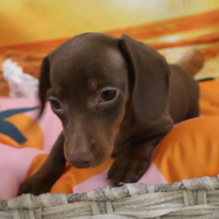 Male Dachshund Puppy for Sale in Monroeville, PA