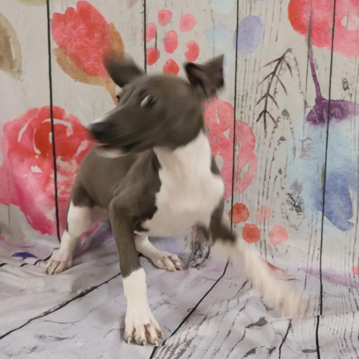 Male Italian Greyhound Puppy for Sale in Monroeville, PA