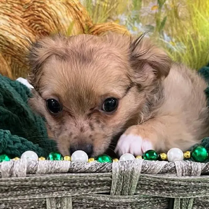 Male Chihuahua Puppy for Sale in Monroeville, PA