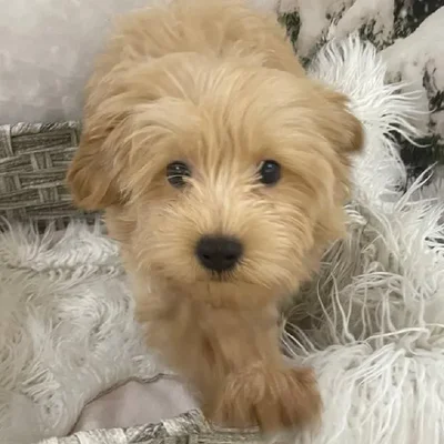 Male Maltipoo Puppy for Sale in Monroeville, PA