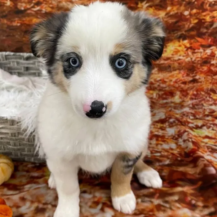Female Australian Shepherd Puppy for Sale in Monroeville, PA