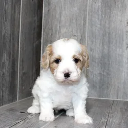 Male Cavachon puppy named Diego for sale at Petland Monroeville.