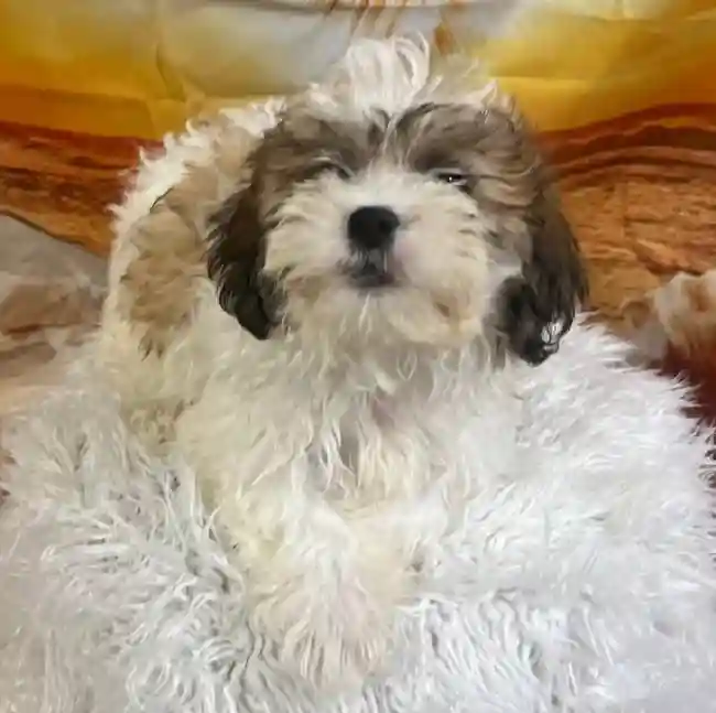 Female Teddy Bear Puppy for Sale in Monroeville, PA