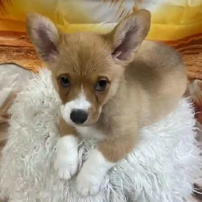 Female Pembroke Welsh Corgi Puppy for Sale in Monroeville, PA