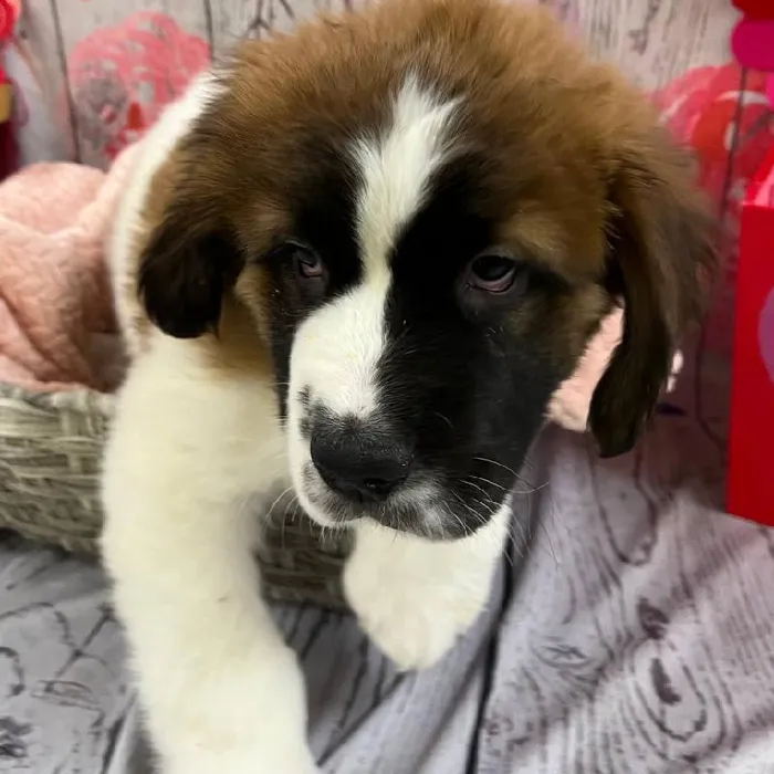 Female Saint Bernard Puppy for Sale in Monroeville, PA