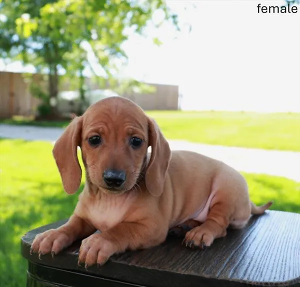 Female Dachshund puppy named Lola for sale at Petland Monroeville.