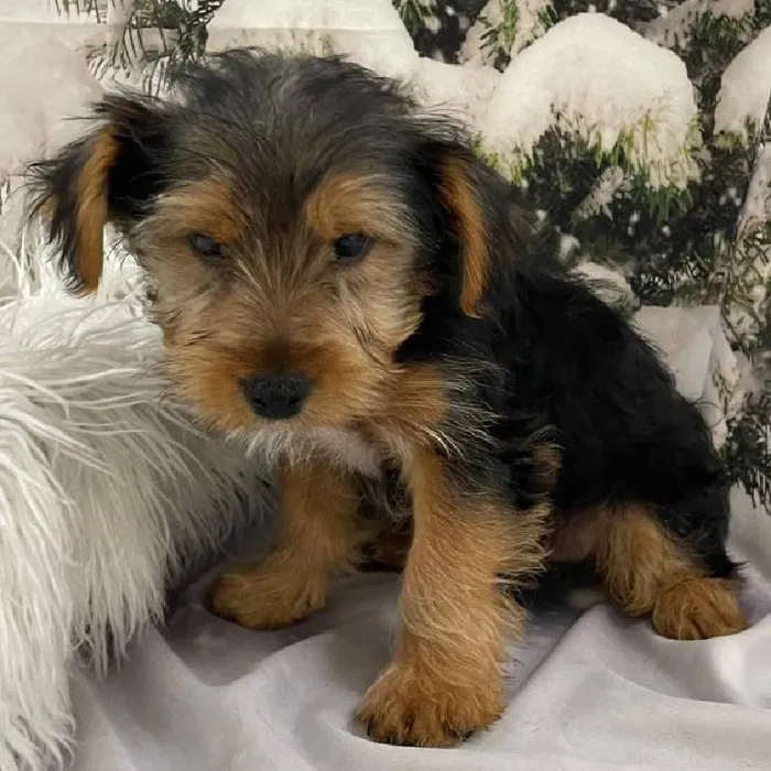 Male Yorkie Puppy for Sale in Monroeville, PA