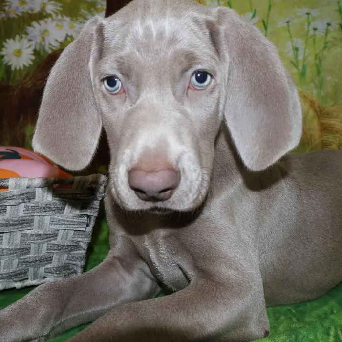 Male Weimaraner puppy named Ghost for sale at Petland Monroeville.
