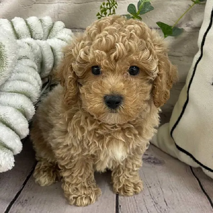 Male Maltipoo Puppy for Sale in Monroeville, PA