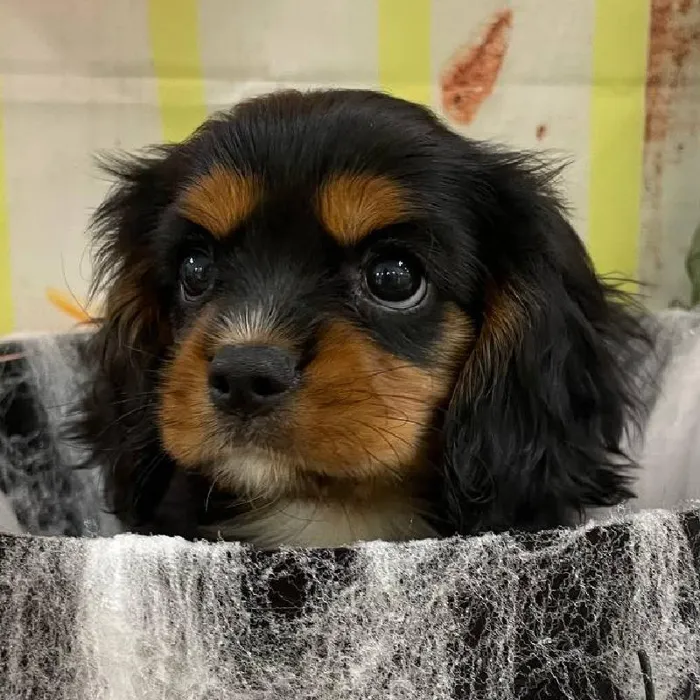 Male Cavalier King Charles Spaniel Puppy for Sale in Monroeville, PA