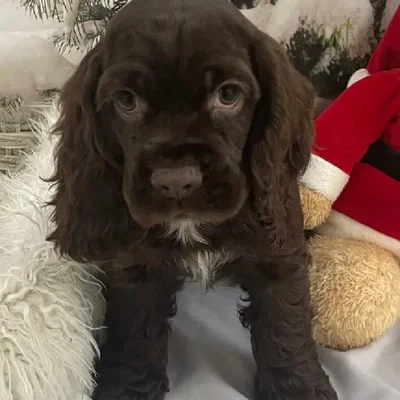 Male Cocker Spaniel Puppy for Sale in Monroeville, PA