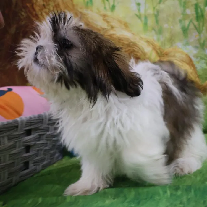 Male Shih Tzu puppy named Kai for sale at Petland Monroeville.