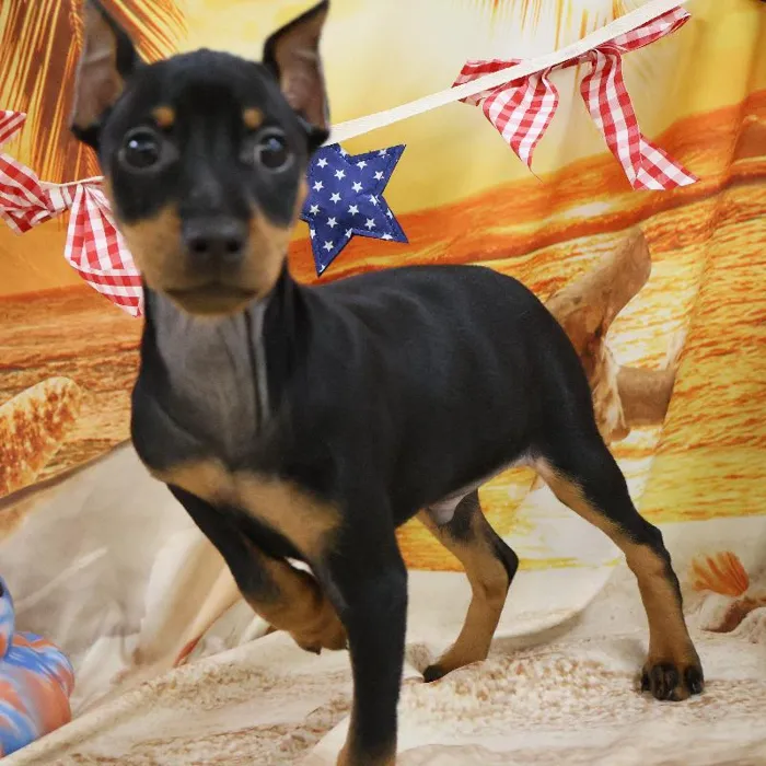 Male Min Pin puppy named Loki for sale at Petland Monroeville.