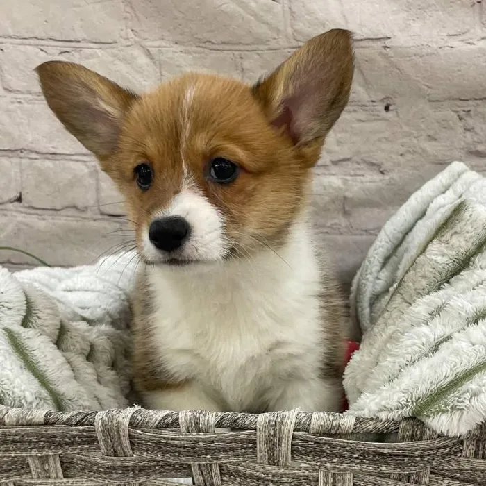 Female Pembroke Welsh Corgi Puppy for Sale in Monroeville, PA
