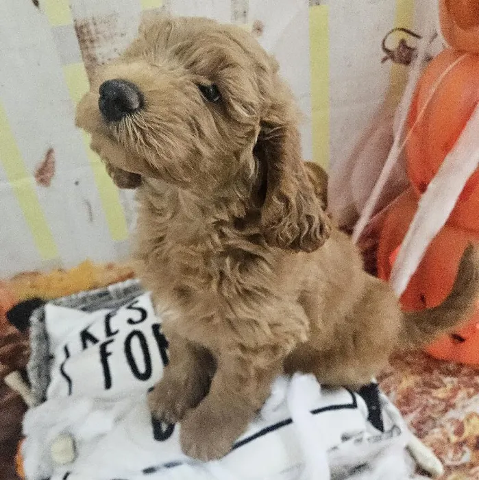 Male Mini Goldendoodle Puppy for Sale in Monroeville, PA