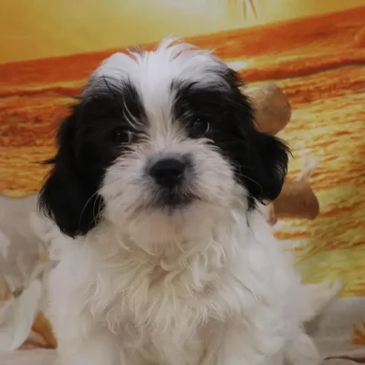 Female Teddy Bear Puppy for Sale in Monroeville, PA