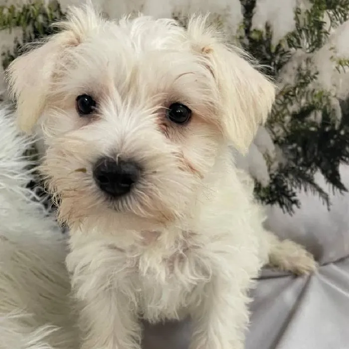 Female Mini Schnauzer Puppy for Sale in Monroeville, PA