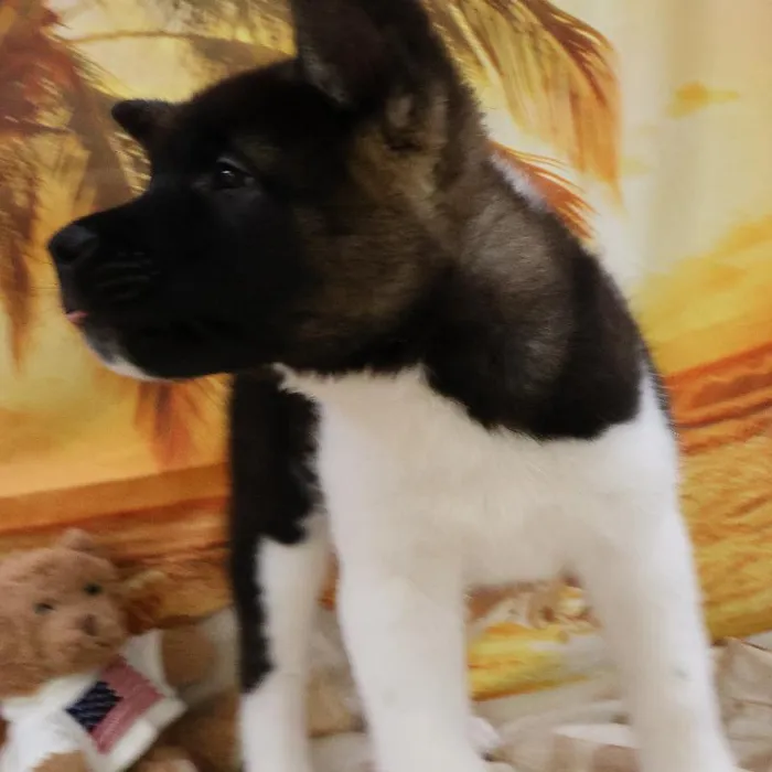 Male Akita Puppy for Sale in Monroeville, PA