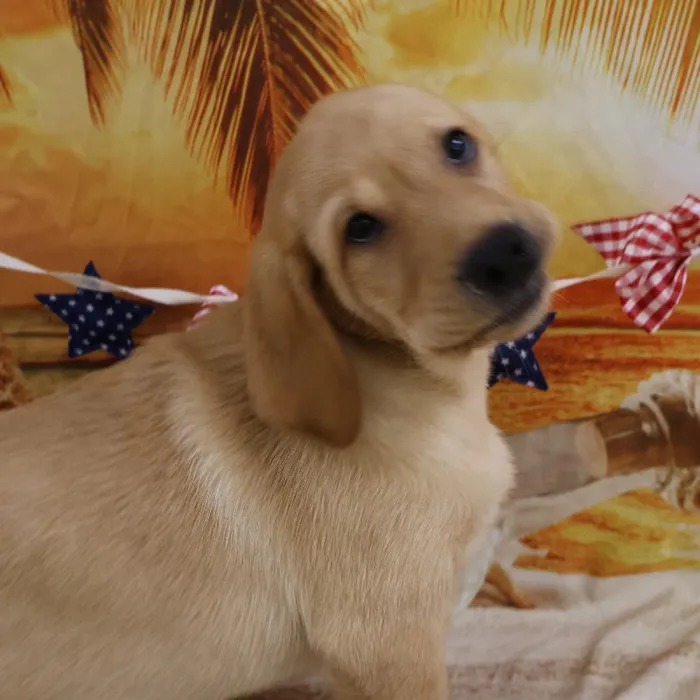Male Labrador Retriever puppy named Margarito for sale at Petland Monroeville.