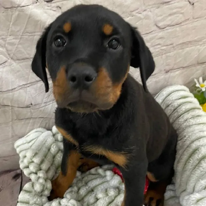 Female Rottweiler Puppy for Sale in Monroeville, PA