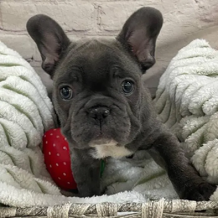 Male French Bulldog Puppy for Sale in Monroeville, PA