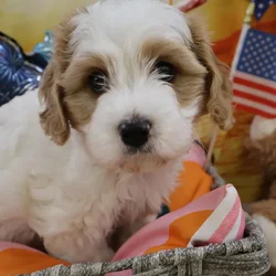 Male Cavachon puppy named Diego for sale at Petland Monroeville.