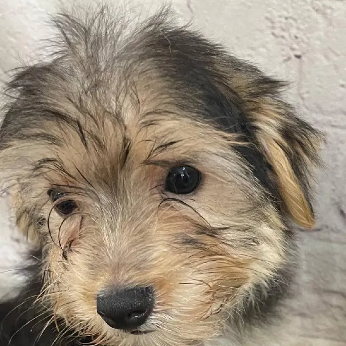 Male Morkie Puppy for Sale in Monroeville, PA