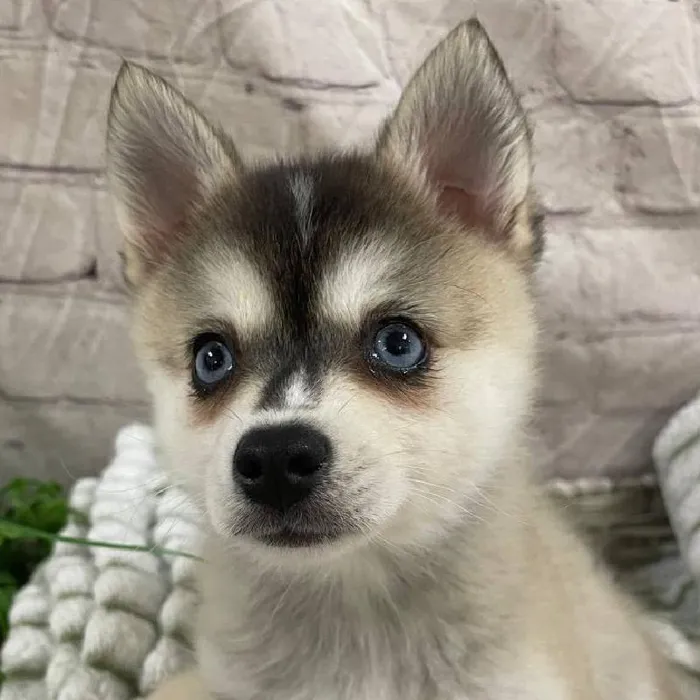 Female Alaskan Klee Kai Puppy for Sale in Monroeville, PA
