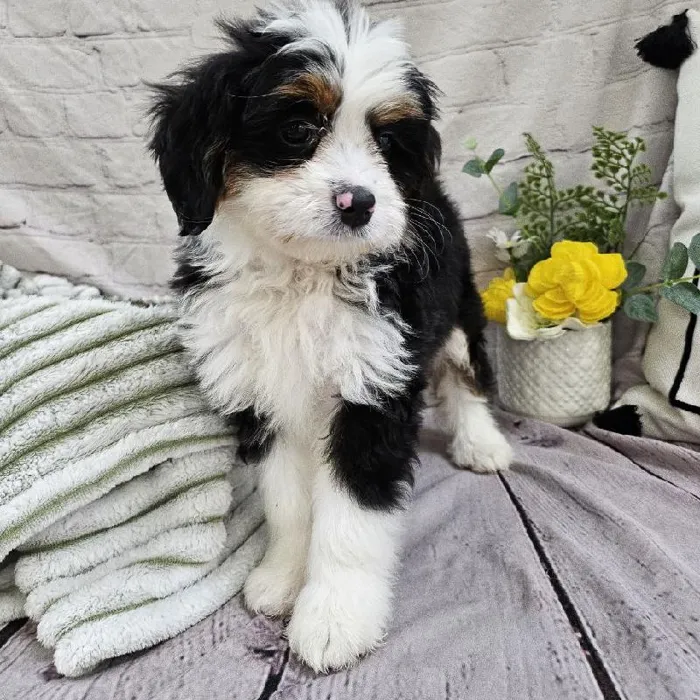 Female Mini Bernedoodle Puppy for Sale in Monroeville, PA