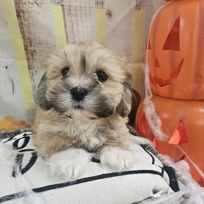 Male Lhasa Apso Puppy for Sale in Monroeville, PA