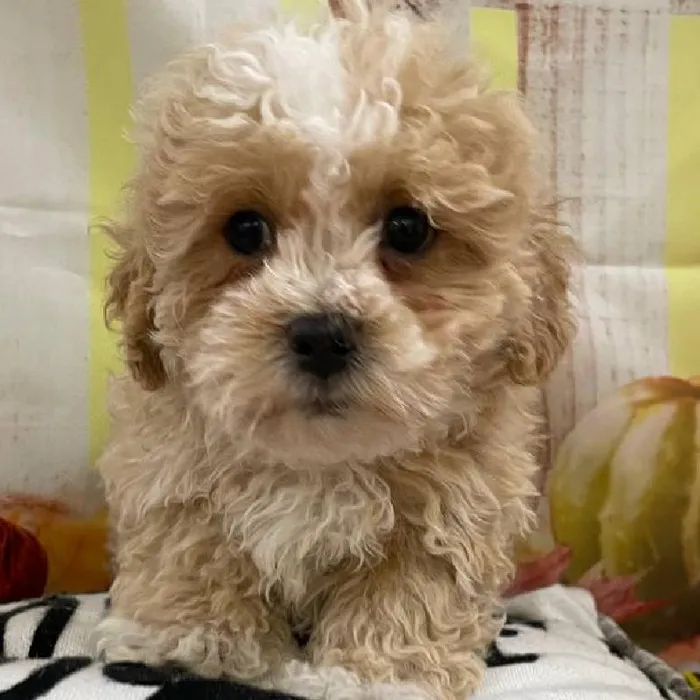 Female Teddy Bear Puppy for Sale in Monroeville, PA