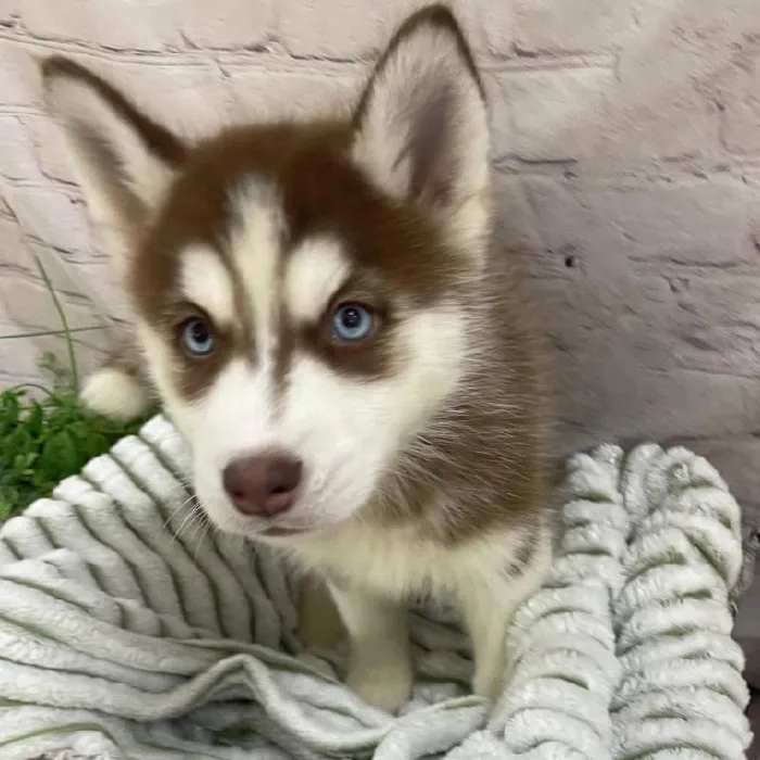 Female Siberian Husky Puppy for Sale in Monroeville, PA