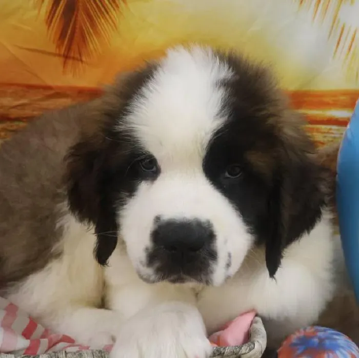 Male Saint Bernard Puppy for Sale in Monroeville, PA
