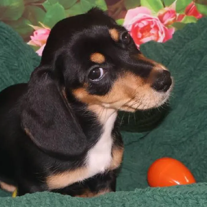 Female Dachshund Puppy for Sale in Monroeville, PA
