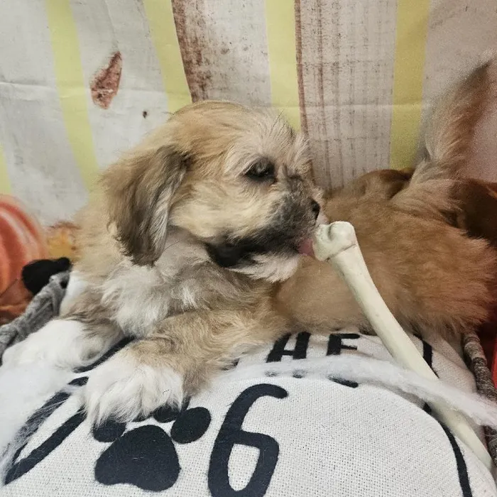 Male Lhasa Apso Puppy for Sale in Monroeville, PA