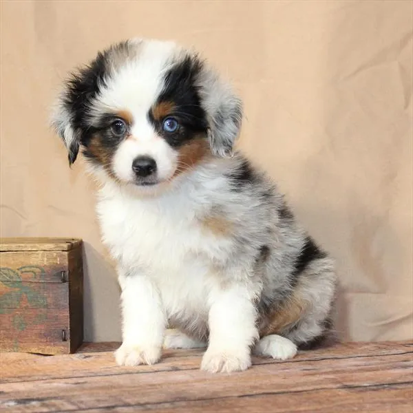 Male Australian Shepherd puppy named Luigi for sale at Petland Monroeville.