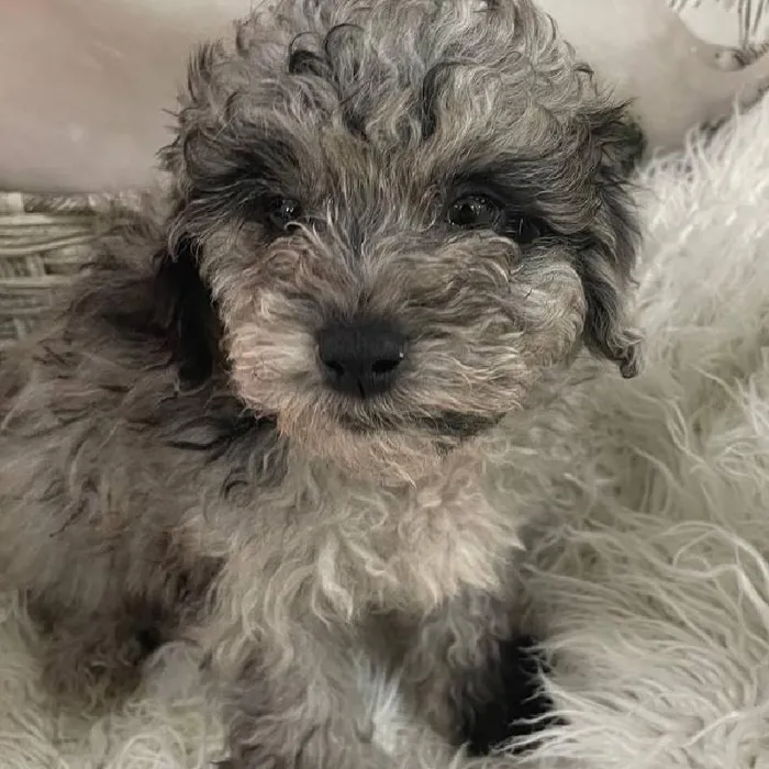 Male Mini Poodle Puppy for Sale in Monroeville, PA