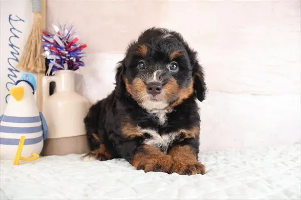 Male Mini Bernadoodle puppy named Jackson for sale at Petland Monroeville.