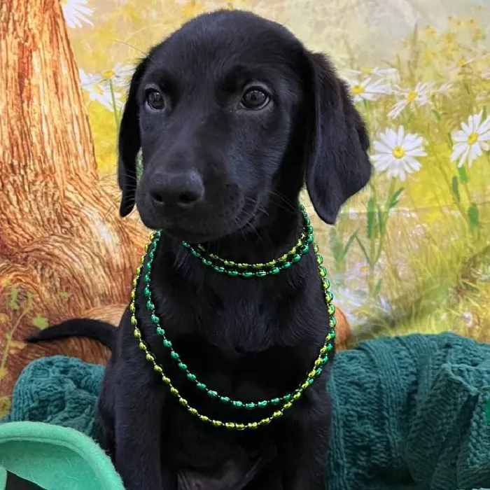 Female Labrador Retriever Puppy for Sale in Monroeville, PA