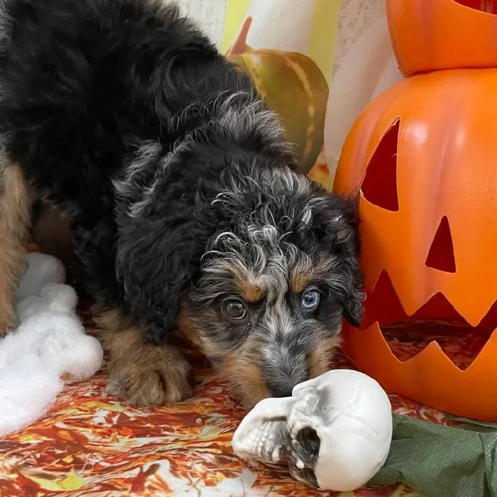 Female Mini Bernedoodle 2nd Gen Puppy for Sale in Monroeville, PA