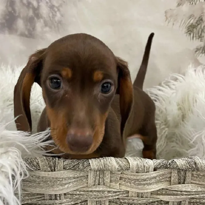 Male Dachshund Puppy for Sale in Monroeville, PA