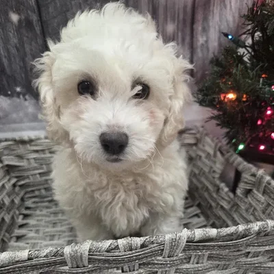 Female Bichon Puppy for Sale in Monroeville, PA
