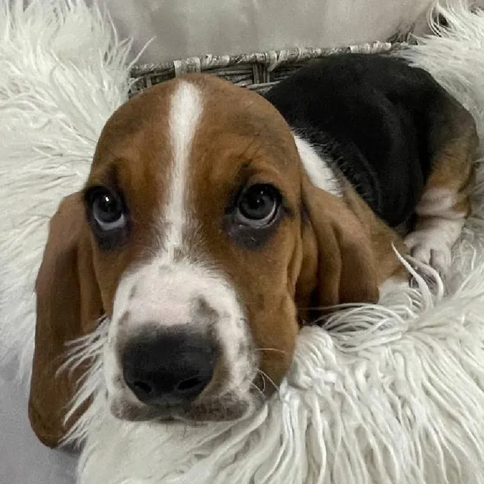 Male Basset Hound Puppy for Sale in Monroeville, PA