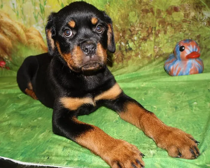 Female Rottweiler puppy named Roxy for sale at Petland Monroeville.
