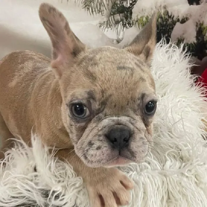 Male French Bulldog Puppy for Sale in Monroeville, PA