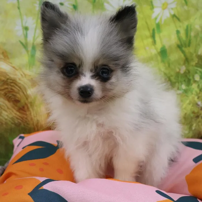 Male Pomeranian puppy named Mochi for sale at Petland Monroeville.