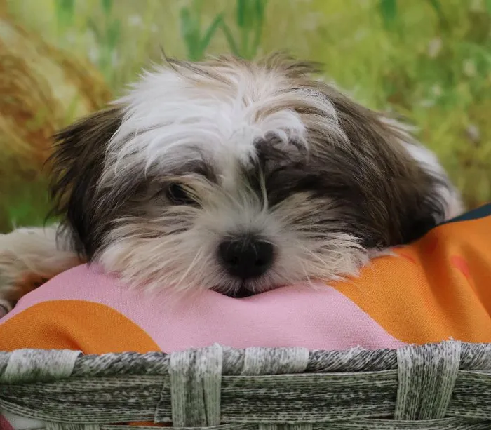Female Shih Tzu puppy named Jenna for sale at Petland Monroeville.
